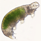 Illustration for article titled Frozen Tardigrade Brought Back to Life After 30 Years